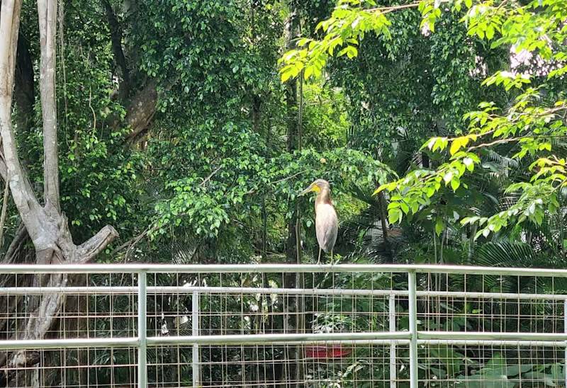 Macaw - 14 36